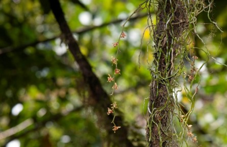 西藏新发现兰科植物一新记录种