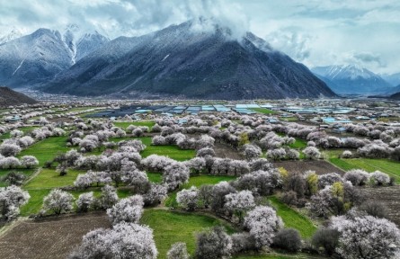 西藏波密：雪峰下桃树开花 春意盎然