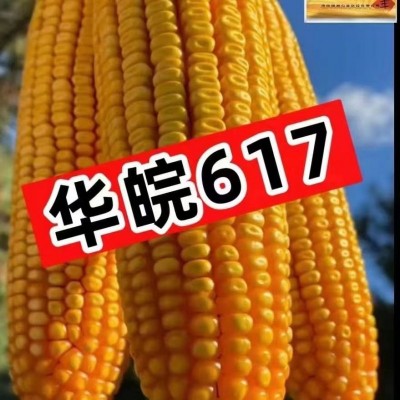 华皖617玉米种子