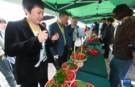 浙江杭州：特色樱桃产业助推乡村产业振兴