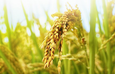 我国科学家揭示极端降水对水稻产量影响与机制