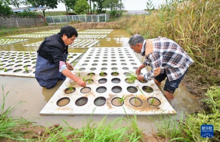 湖南长沙：“水上种植”助农增产增收