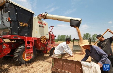 河南南阳：小麦收割