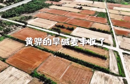 【微纪录片】黄骅的旱碱麦丰收了