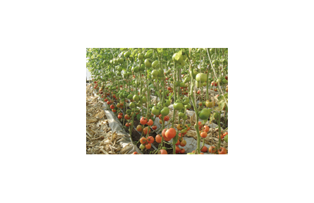 44.蔬菜水肥一体化有机基质栽培技术