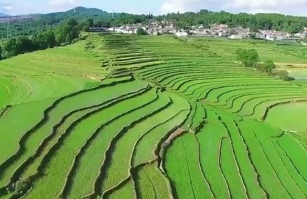 云南：各地充分运用农业科技 确保水稻秋粮丰收