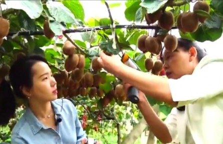 陕西：标准化种植全产业链发展 让“绿果子”变成“金疙瘩”