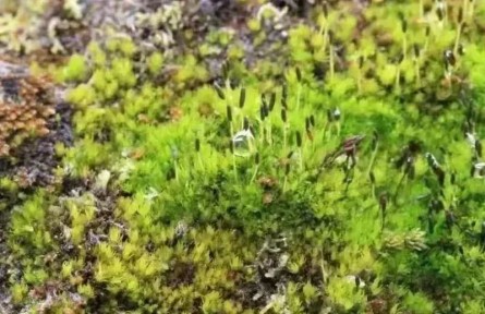 我国科学家揭示藻苔在青藏高原的生存法则