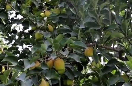 新疆阿拉尔：13万亩香梨喜获丰收