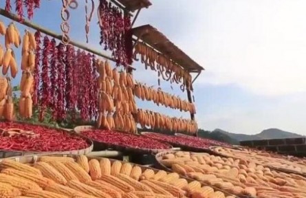 安徽：保障粮食安全 推进乡村振兴