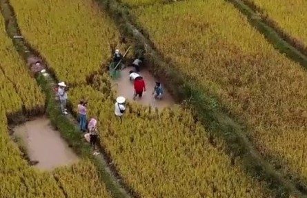 云南：稻田综合种养 助农增产增收