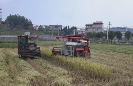 湖南衡阳洪市镇：“生态红米稻”丰收 铺就乡村振兴新“稻”路
