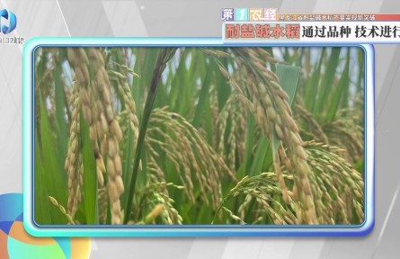 黑龙江省耐盐碱水稻产量实现新突破