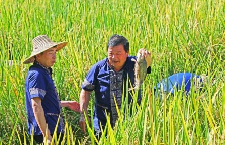 广西三江：农事体验项目让乡村旅游更好玩