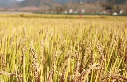 陕西商洛：“南稻北移”喜获丰收 多元发展生态农业