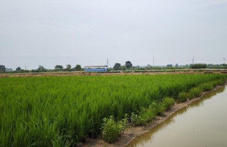 广西桂平：“稻田+”融合发展 打造现代农业“兴”篇章