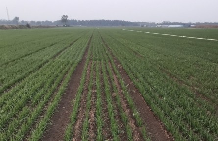 河南发布小麦冬前管理指导意见，确保麦苗安全越冬