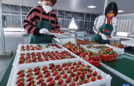 浙江建德：草莓抢鲜上市