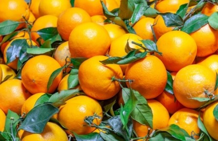 如何预防脐橙冻害？