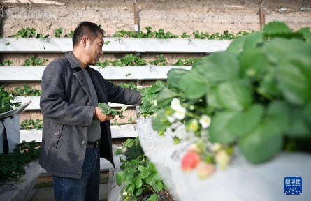 宁夏银川：草莓产业助农增收