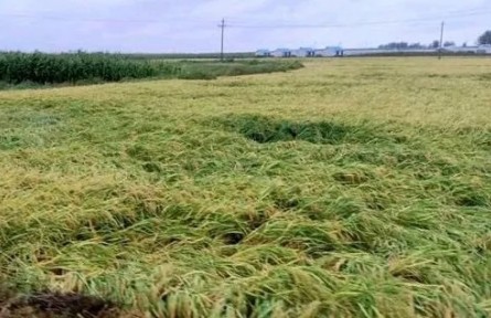 近成熟的水稻倒伏该如何处理？