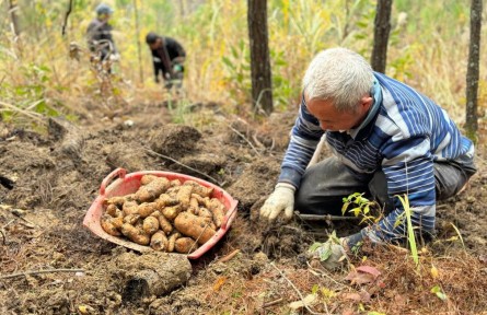 重庆城口：林下中药材产业助农增收
