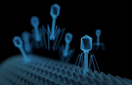 科技名词|噬菌体 phage