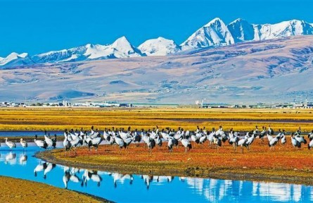 西藏：鹤舞雪域