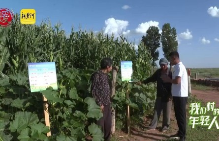 李贵鹏：大学生返乡种玉米，让农民过上甜日子