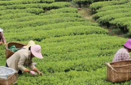 云南：春茶采摘进入黄金期 “茶旅融合”助力乡村振兴