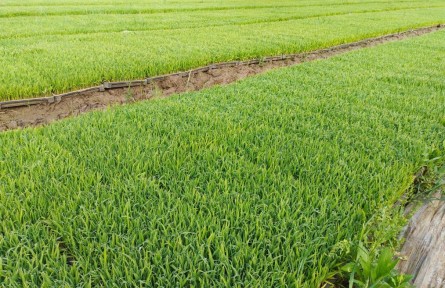 栽出新一季的希望”——安徽多地探索水稻单产提升新事