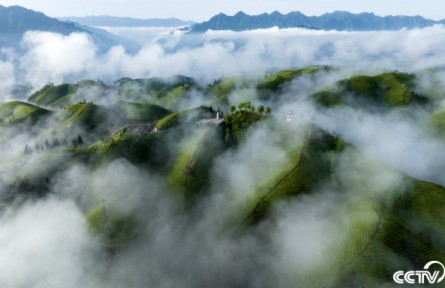 湖北恩施：万亩有机茶园云蒸雾绕