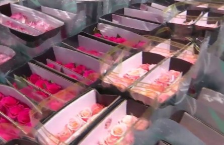 云南昆明：鲜花经济带旺消费市场 催生花旅融合新业态